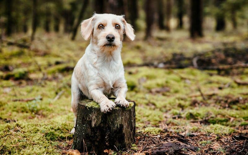 Seniorhund im Wald balanciert auf einem Baumstumpf und zeigt eine gute Stabilität