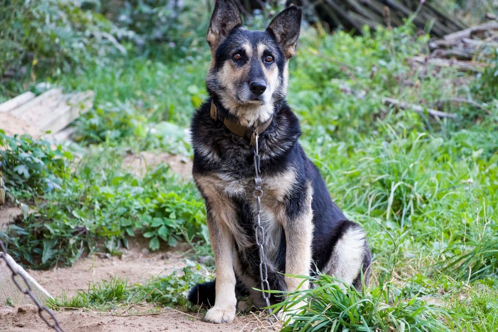 Angeketteter Hund mit eingeschränktem Bewegungsbereich
