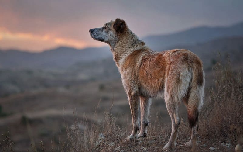 Mit achtsamer Pflege und kontinuierlicher kognitiver Förderung können Senior-Hunde ihre Lebensqualität erhalten, während sich ihre Bedürfnisse im Laufe der Zeit verändern