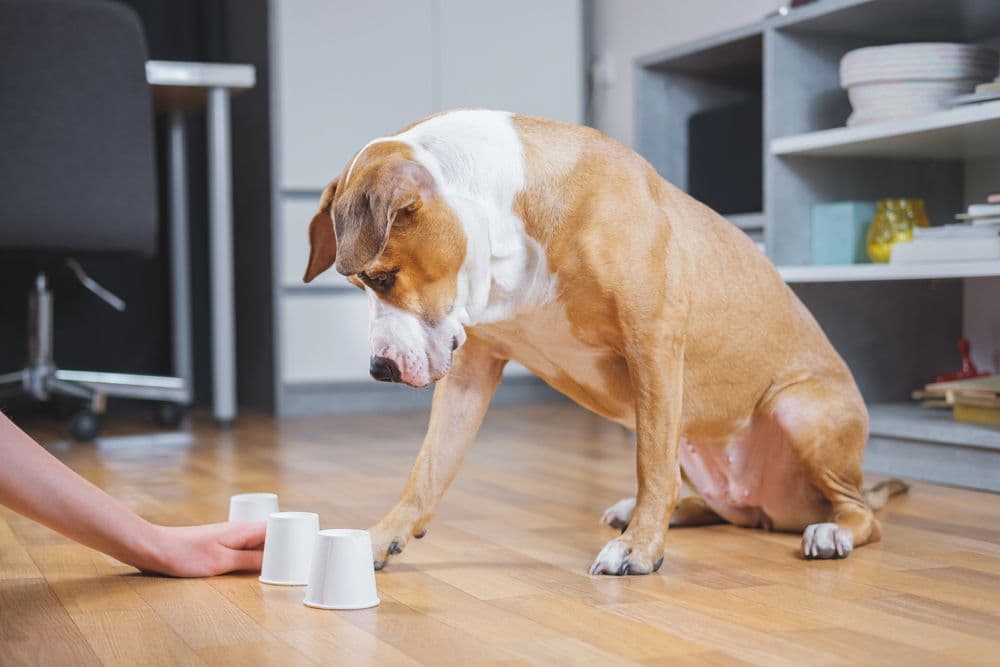Hund spielt ein Spiel mit seinem Besitzer